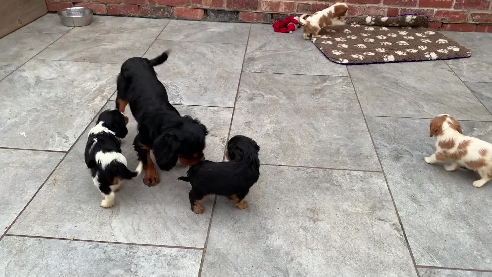 Cavalier King Charles Spaniel dogs for sale: Pedigree cavalier puppies  - Video 2