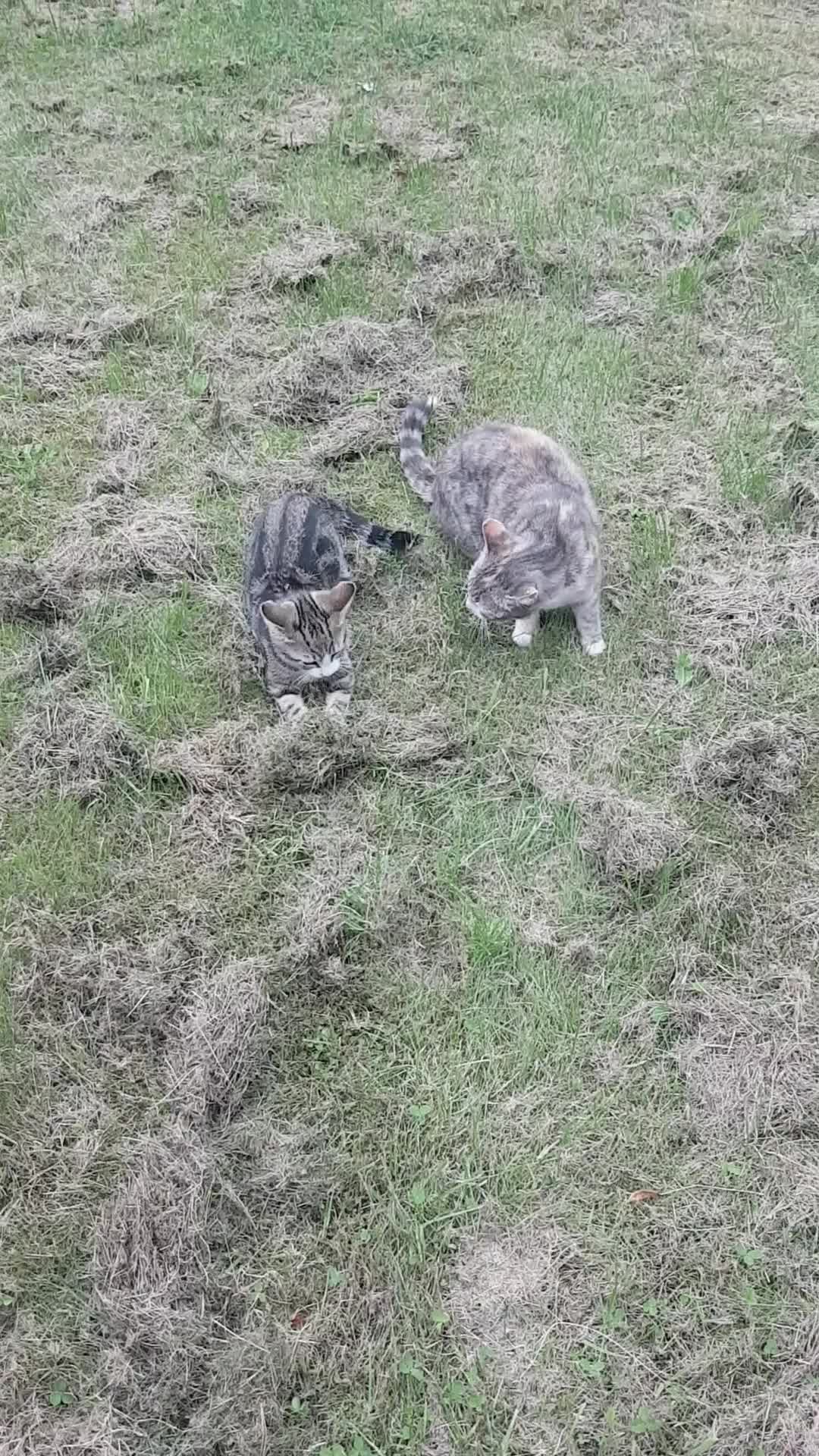 European cats for sale: Stripes - Video 1