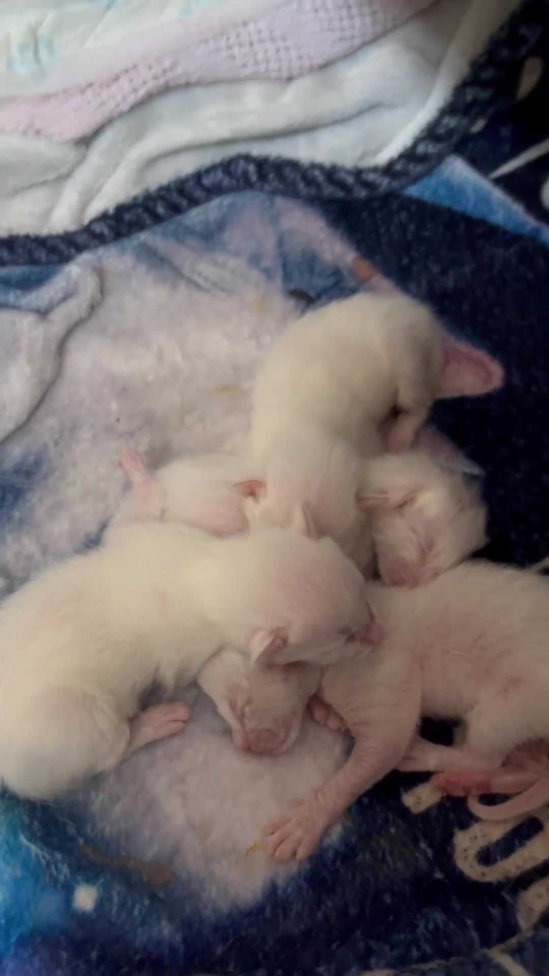 Siamese cats for sale: Siamese–Oriental mix - Video 2