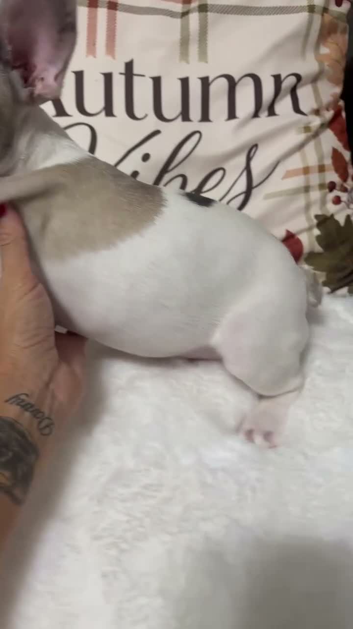 French Bulldog dogs for sale: 🐾  BEAUTIFUL FRENCH BULLDOG BOYS AVAILABLE 🐾 - Video 1
