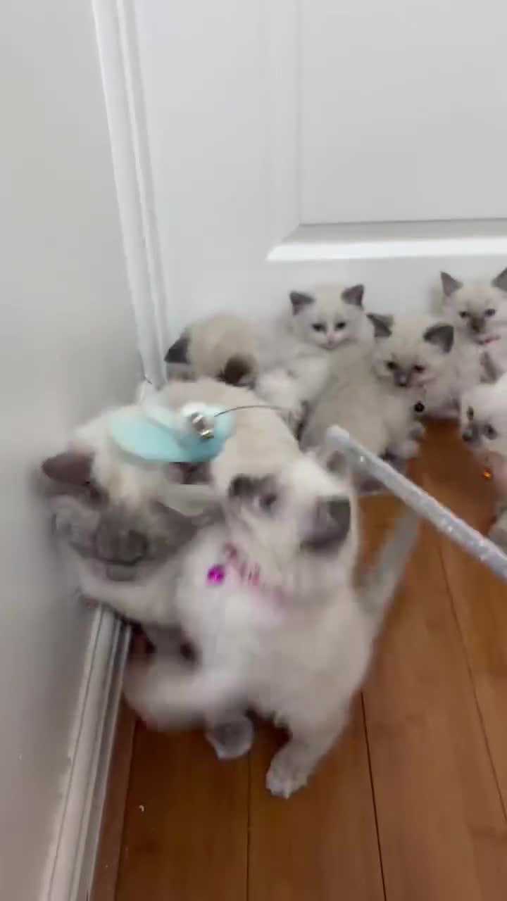 Ragdoll cats for sale: 8 Ragdoll cats - Video 1