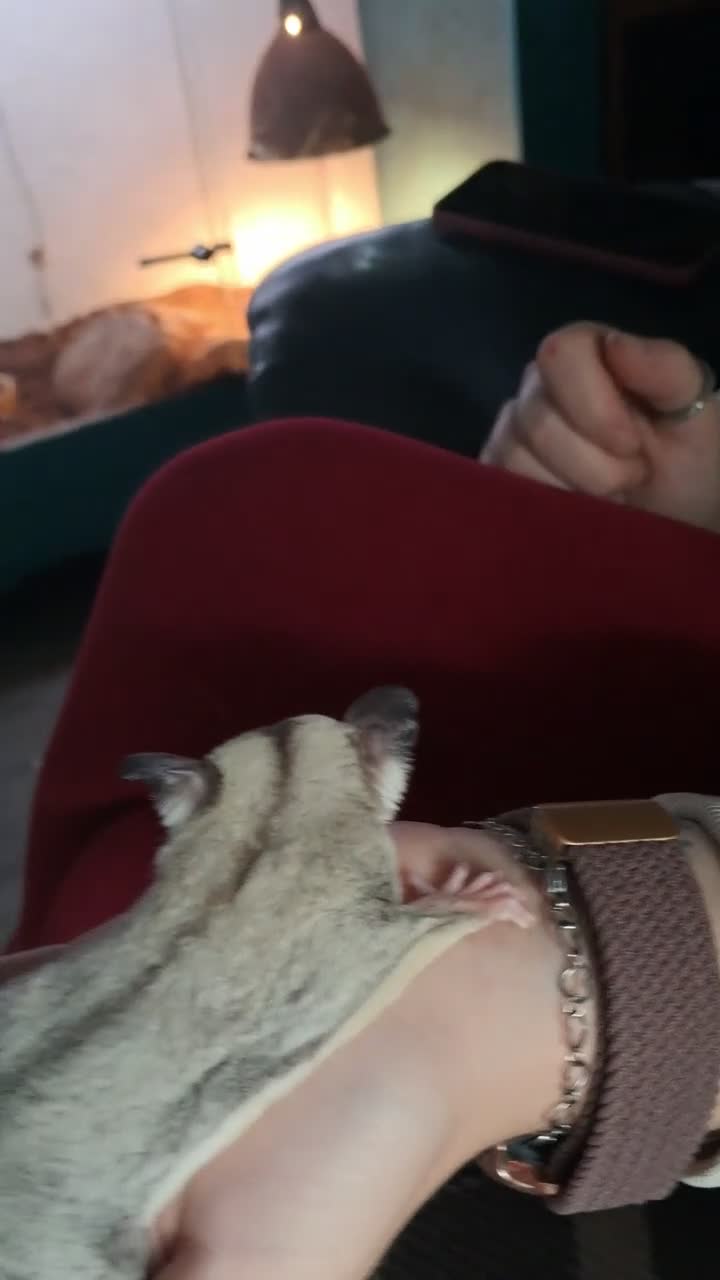 Sugar Glider rodents for sale: Sugar Glider Joey Platinum het Leucistic - Video 1