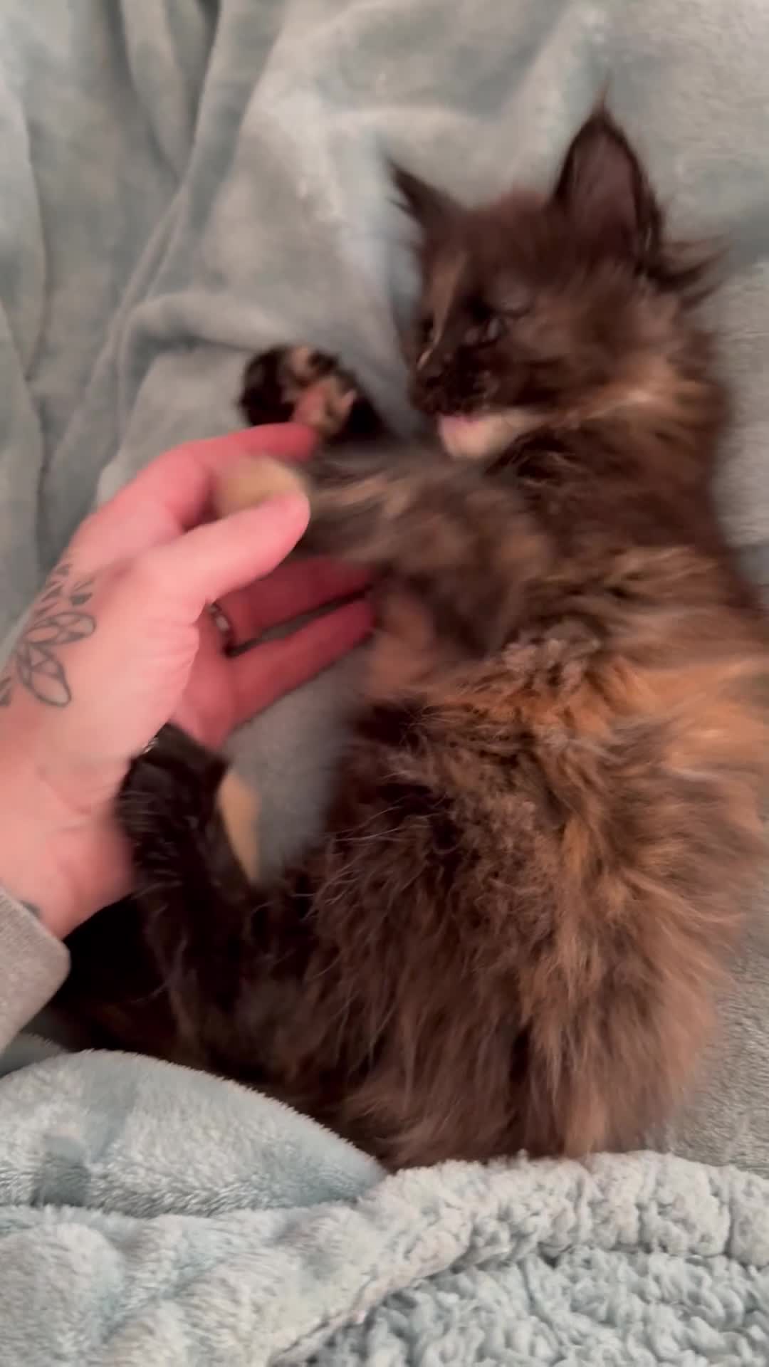 Maine Coon cats for sale: Beautiful Maine Coon Kittens - Video 1