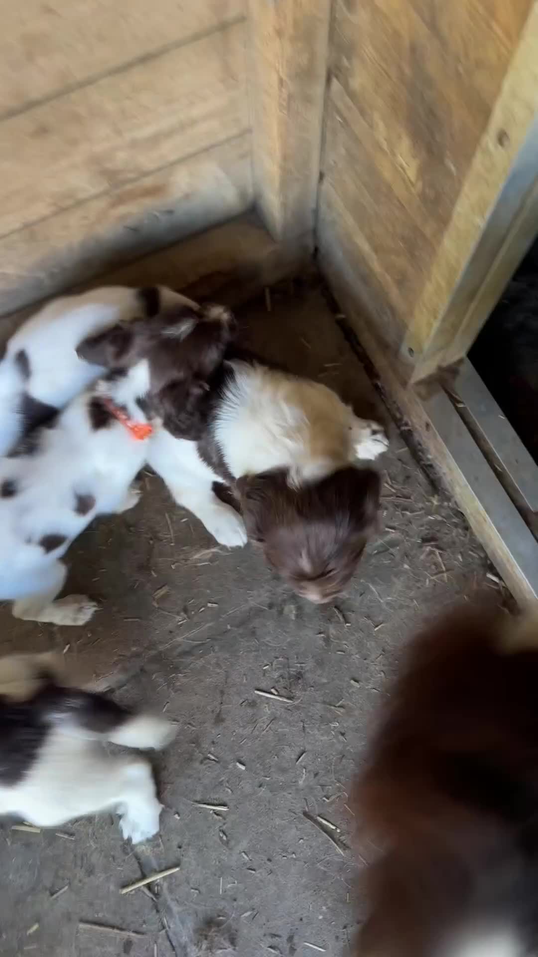 English Springer Spaniel dogs for sale: Parents KC registered FTCH line pups - Video 1