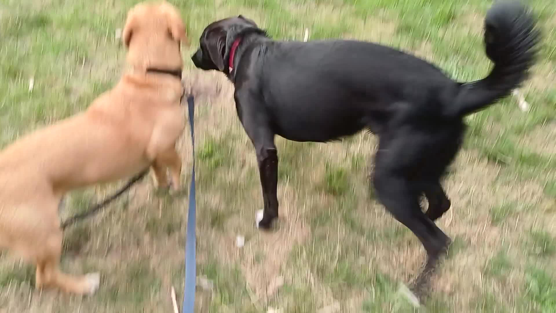 Mixed Breed dogs for adoption: An Adorable Labrador cross Boy - for a Loving Home - Video 2