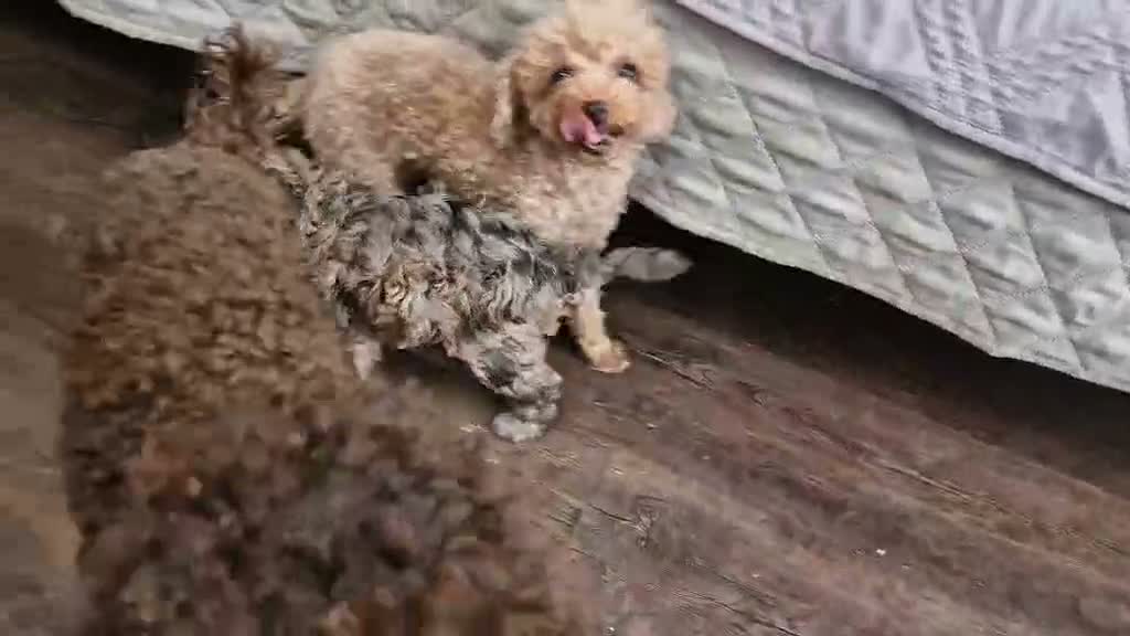 Toy Poodle dogs for sale: Amazing Silver Merle Toy Poodle Girl  - Video 1