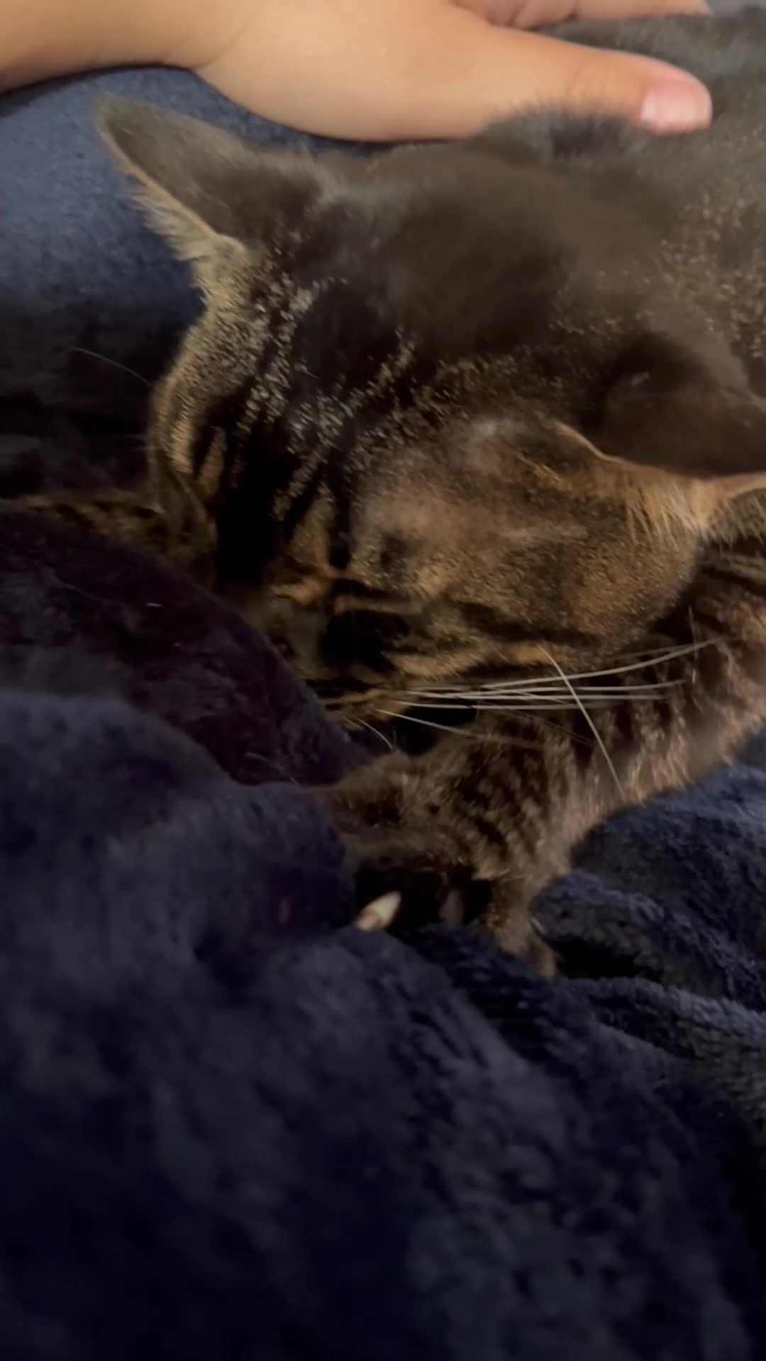 Bengal cats for sale: Snow & charcoal - Video 1