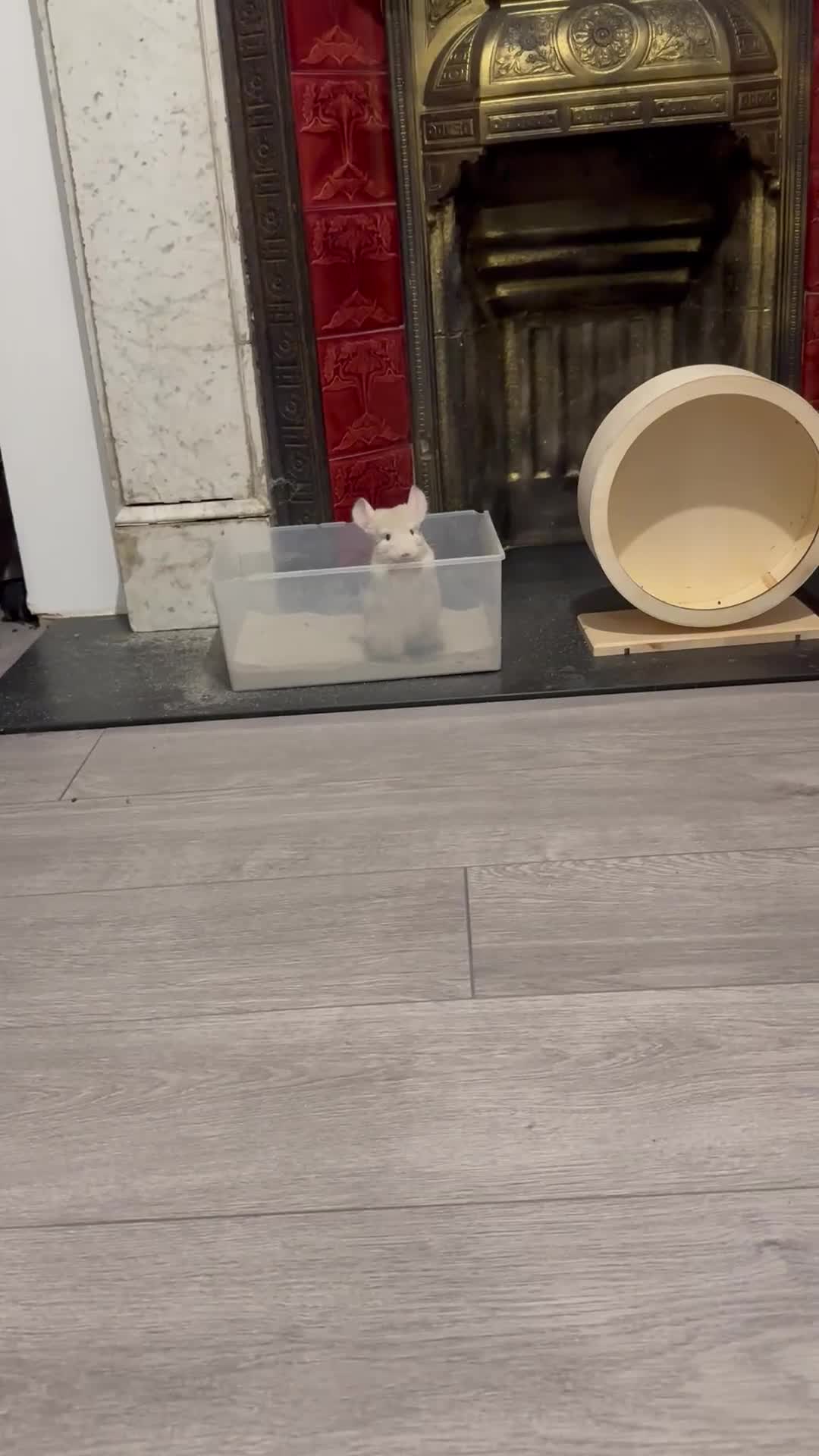 Chinchilla rodents for sale: Beige Male Chinchilla – From Beautiful Parents - Video 2