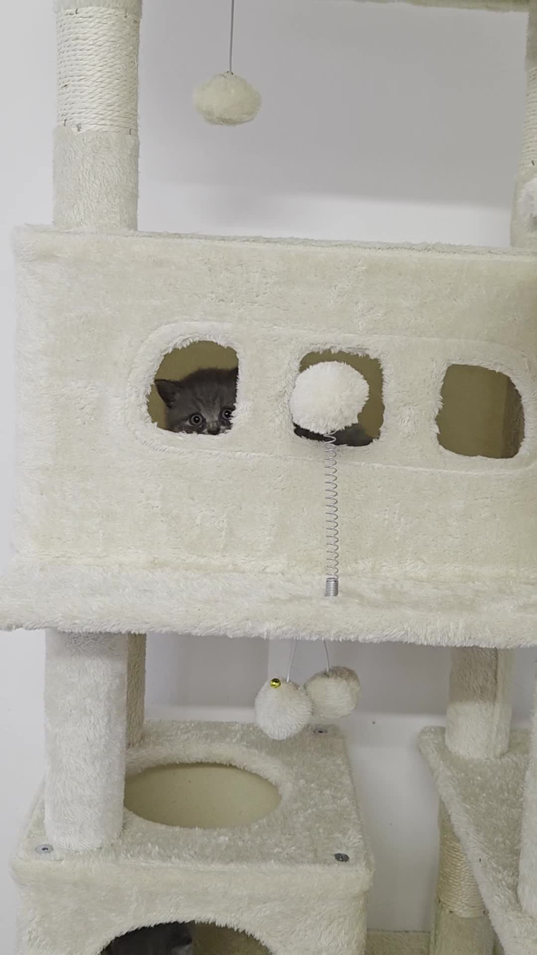 British Shorthair cats for sale: Full breed British short hair - Video 2