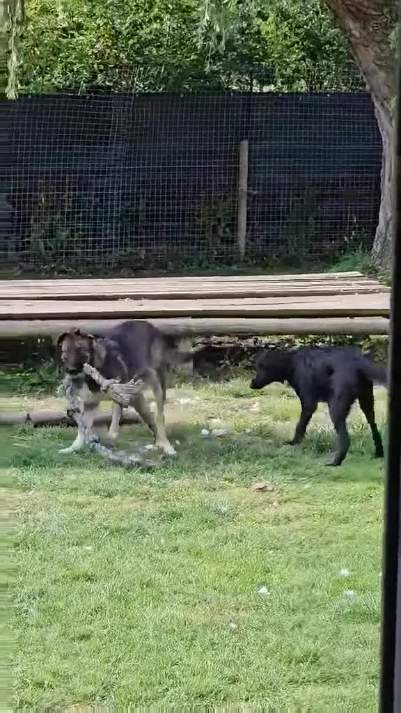 Mixed Breed dogs for adoption: ELSA - Adorable girl needs a patient, loving home in Gloucester - Video 1
