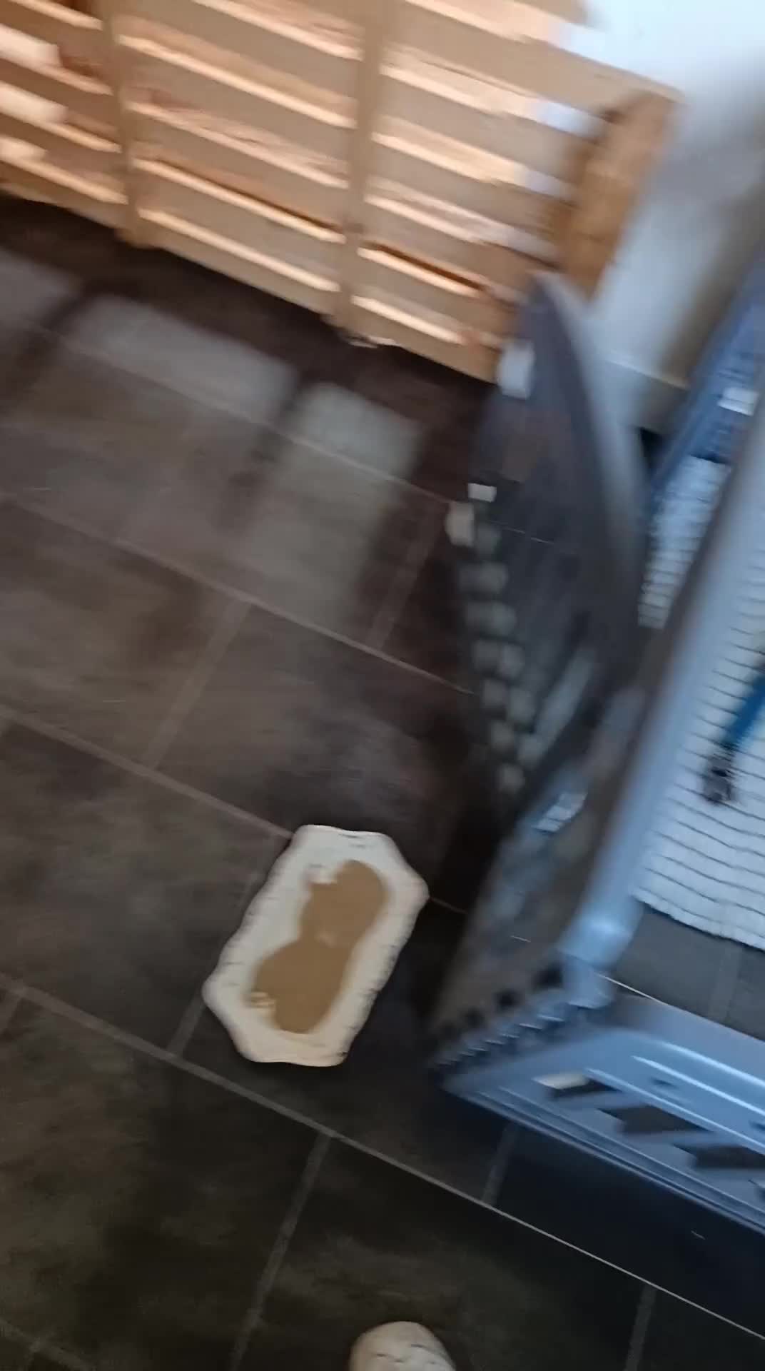 Pomapoo dogs for sale: Goldilocks and 3 little  curly black bears.  in Peterhead - Video 2