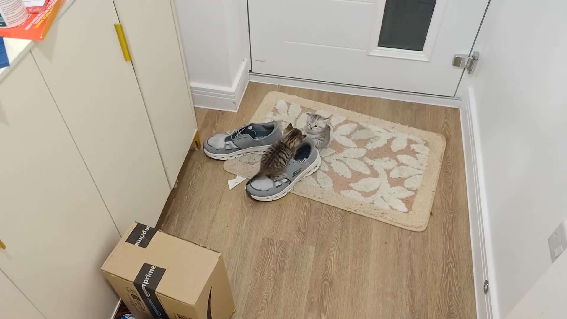 Mixed Breed cats for sale: Adorable boys kittens 3 x Silver Tabby 1x Tabby - Video 4