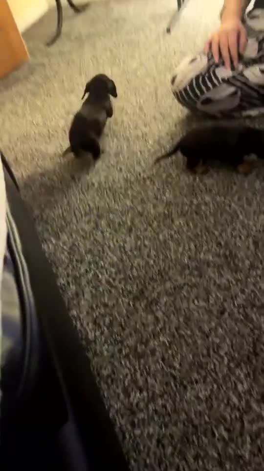 Dachshund dogs for sale: Dashound Puppies - Video 2