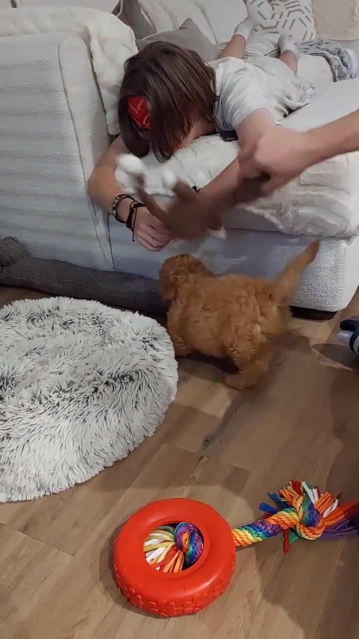 Cavachon dogs for sale: Cavapoochon Boy 16 wks old - Video 1