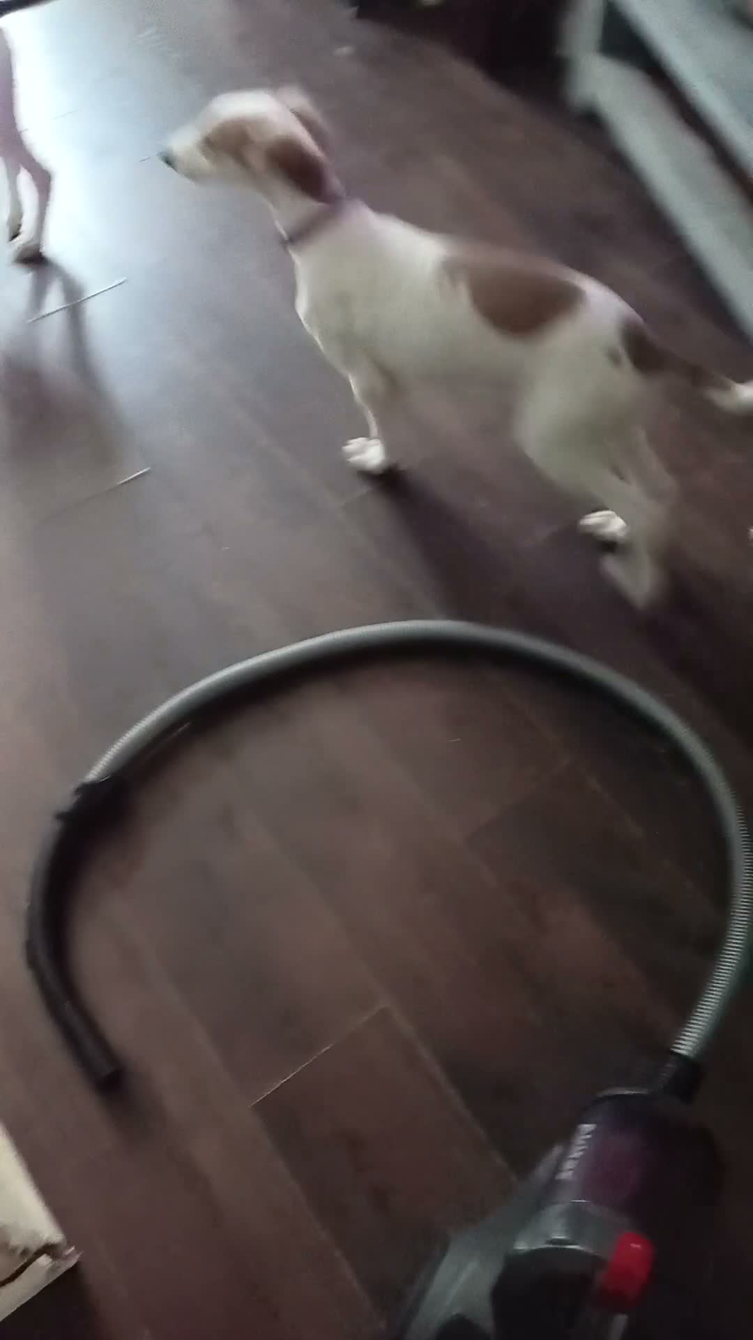Saluki dogs for sale: Saluki  ** d whippet  in Liverpool - Video 1