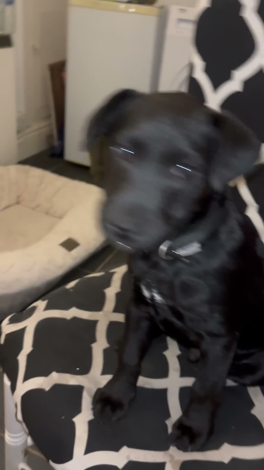 Patterdale Terrier dogs for sale: Patterdale puppy.  in Dyffryn Ardudwy - Video 1