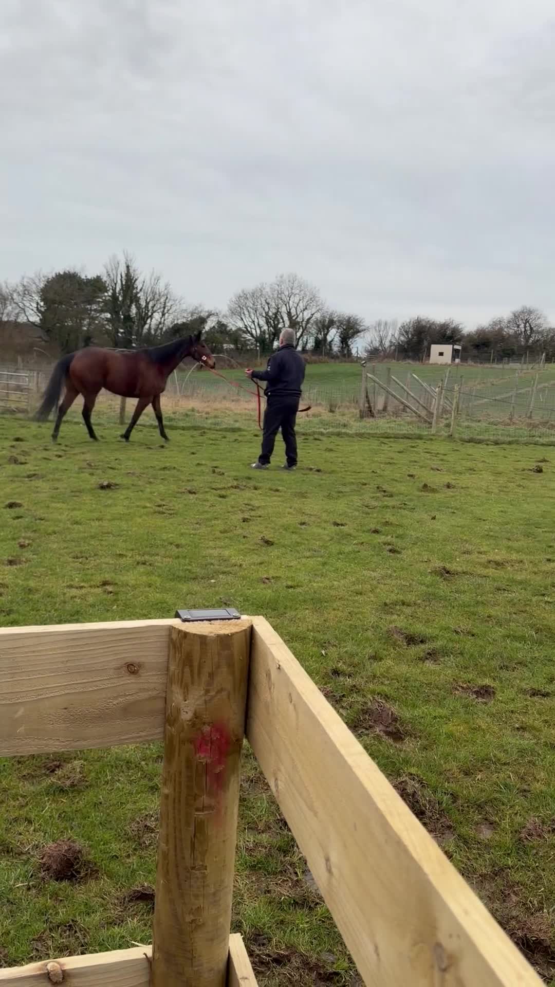 Irish Thoroughbred horses for sale: 15,2/15,3 TB mare - Video 2