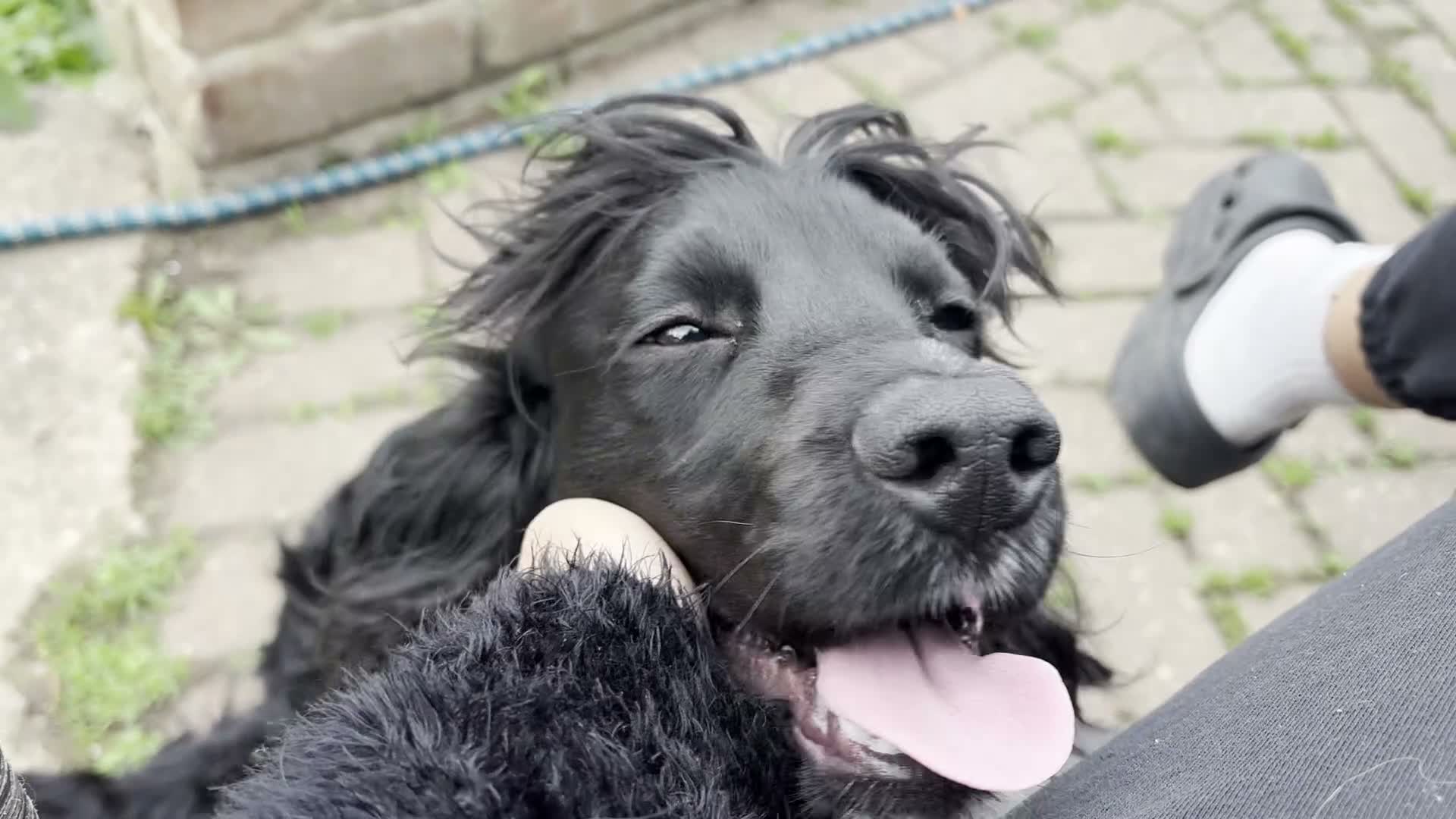 Cocker Spaniel dogs for sale: Sweet natured 1yo Black & White Cocker Spaniel in Nottingham - Video 1