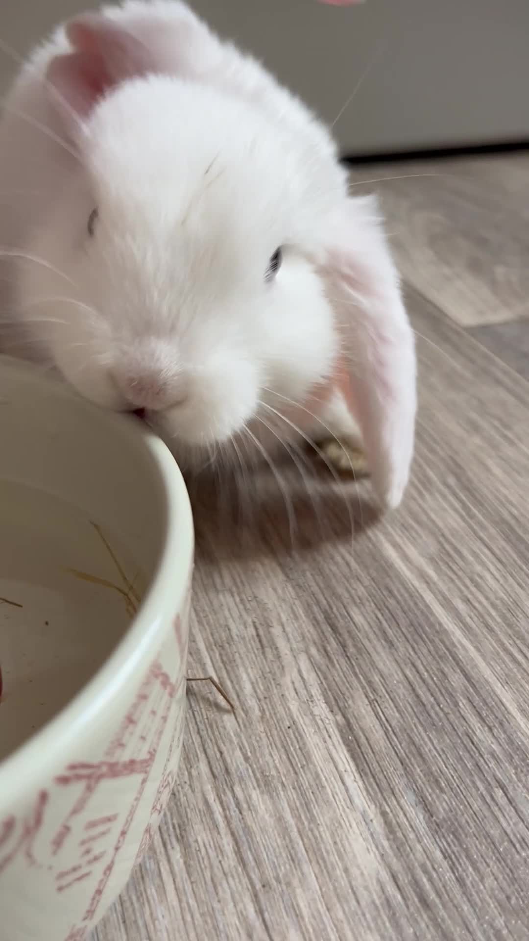 Mini Lop rabbits for sale: Two male rabbits - Video 1