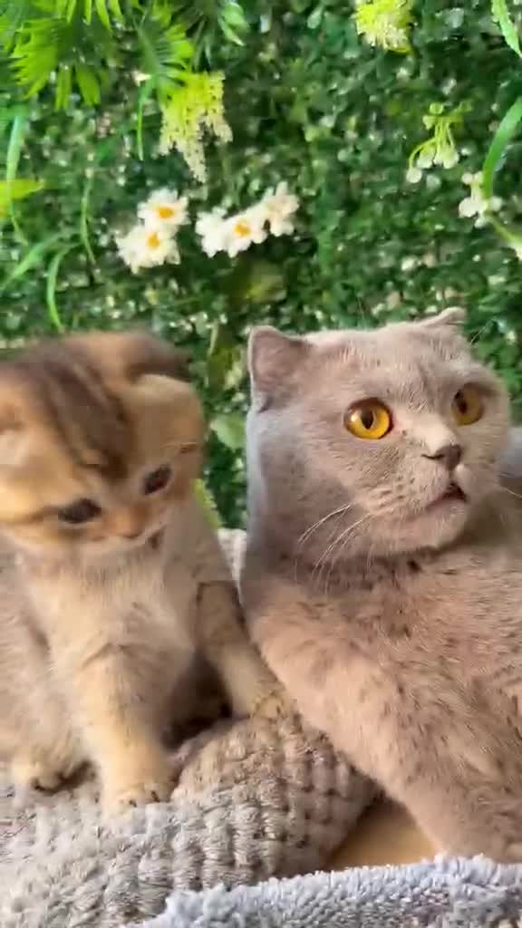 British Shorthair cats for sale: BSH BLACK GOLDEN CHINCHILLA - Video 1