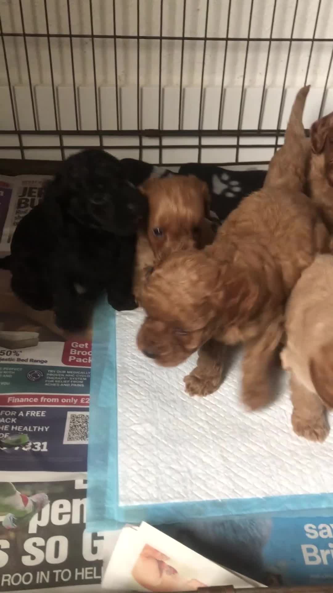 Cockapoo dogs for sale: Stunning Toy cockapoo puppies  - Video 2