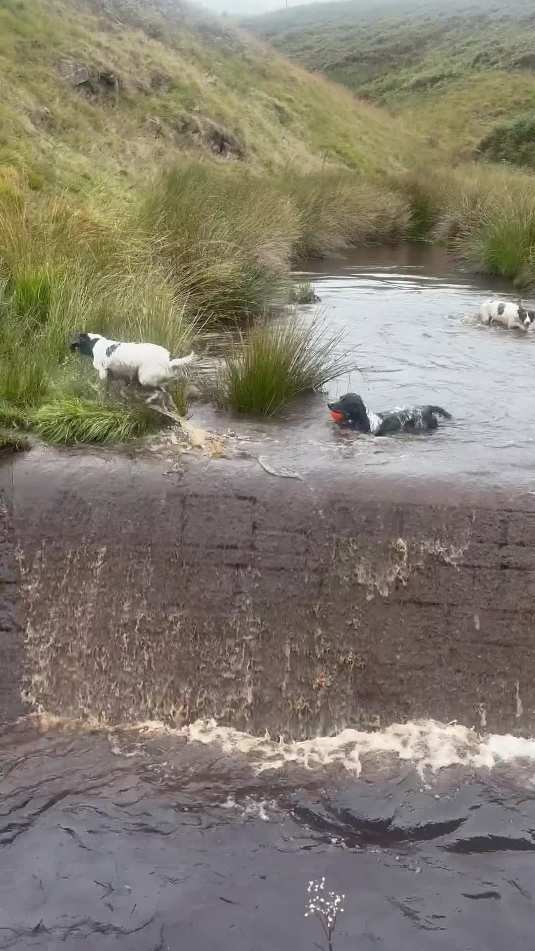 English Springer Spaniel dogs for sale: STUNNING L/W FEMALE PUPPY - Video 1