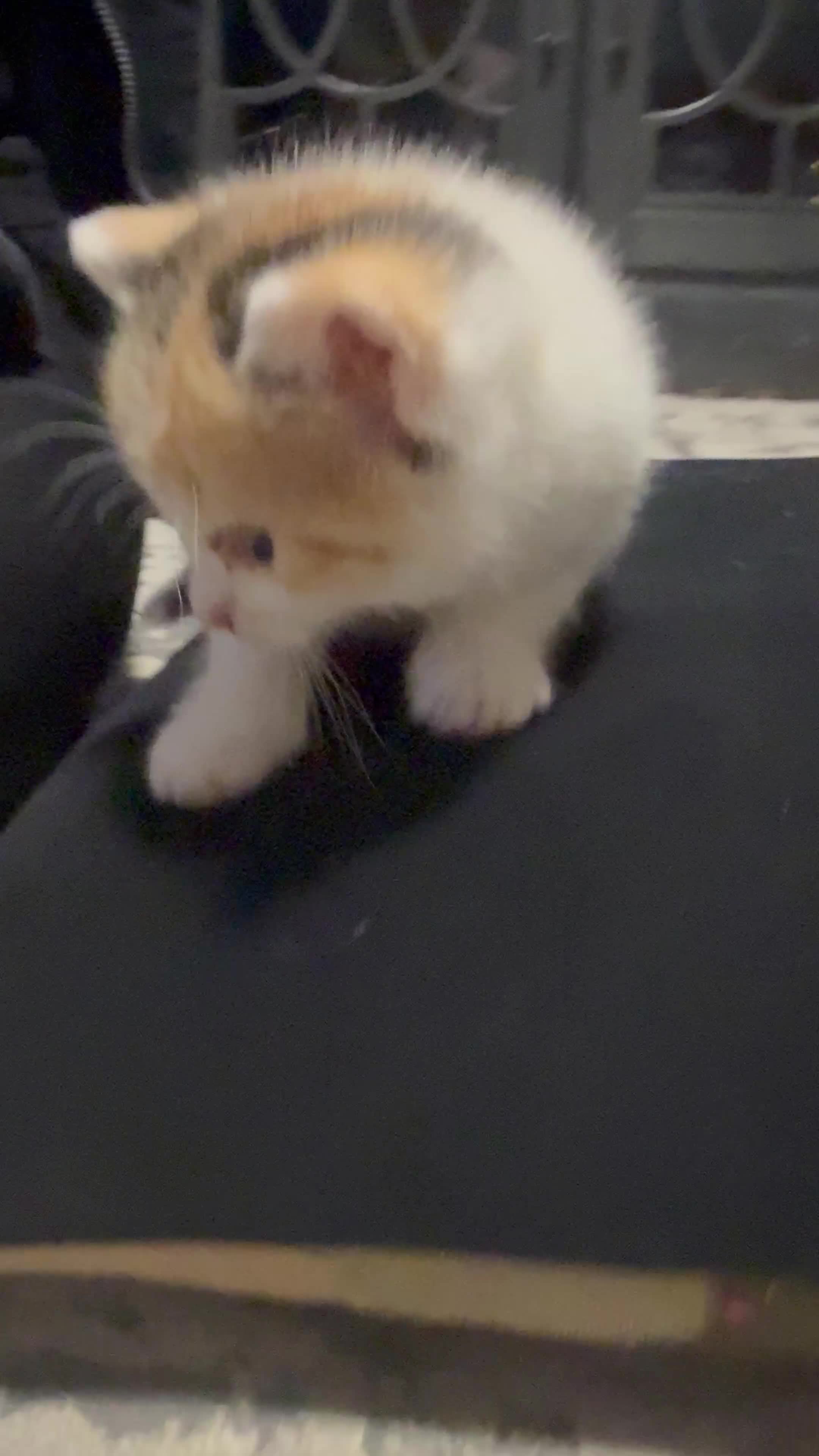 Mixed Breed cats for sale: 6 kittens  - Video 2