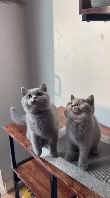 British Shorthair cats for sale: Stunning British shorthair kittens  - Video 1