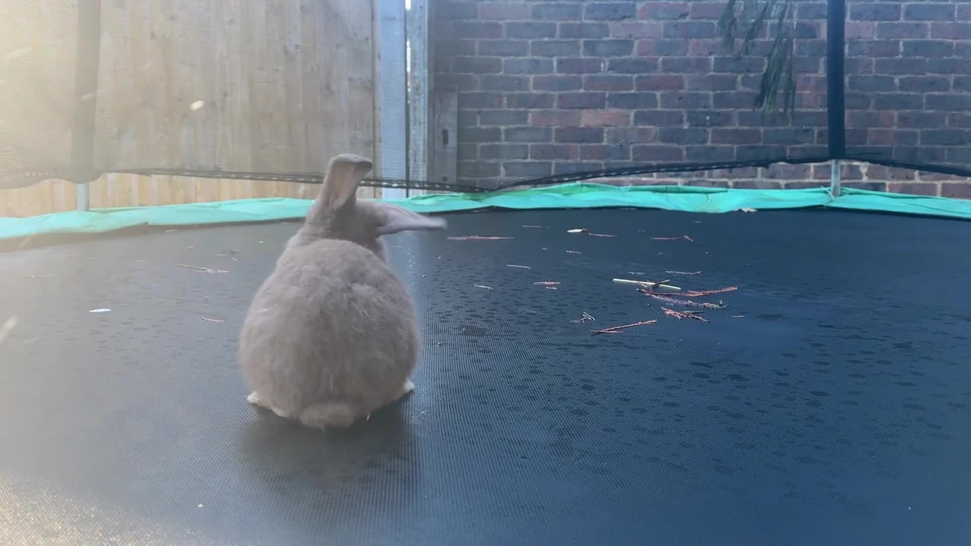Mini Lop rabbits for sale: Lovely mini Lop bunnies, ready for a new home ❤️ - Video 3