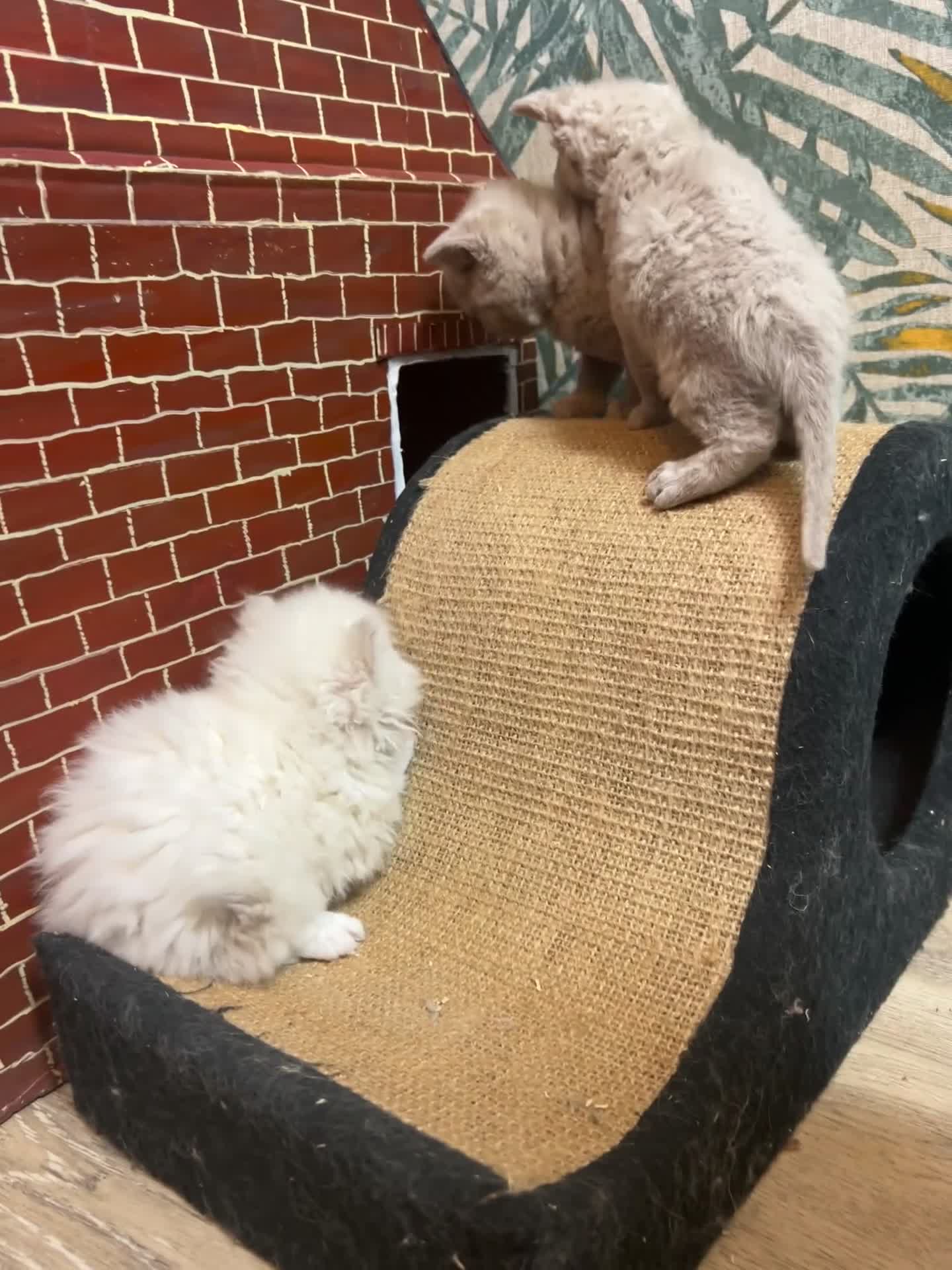 Selkirk Rex cats for sale: Selkirk rex kittens 3 boys 😺 - Video 4