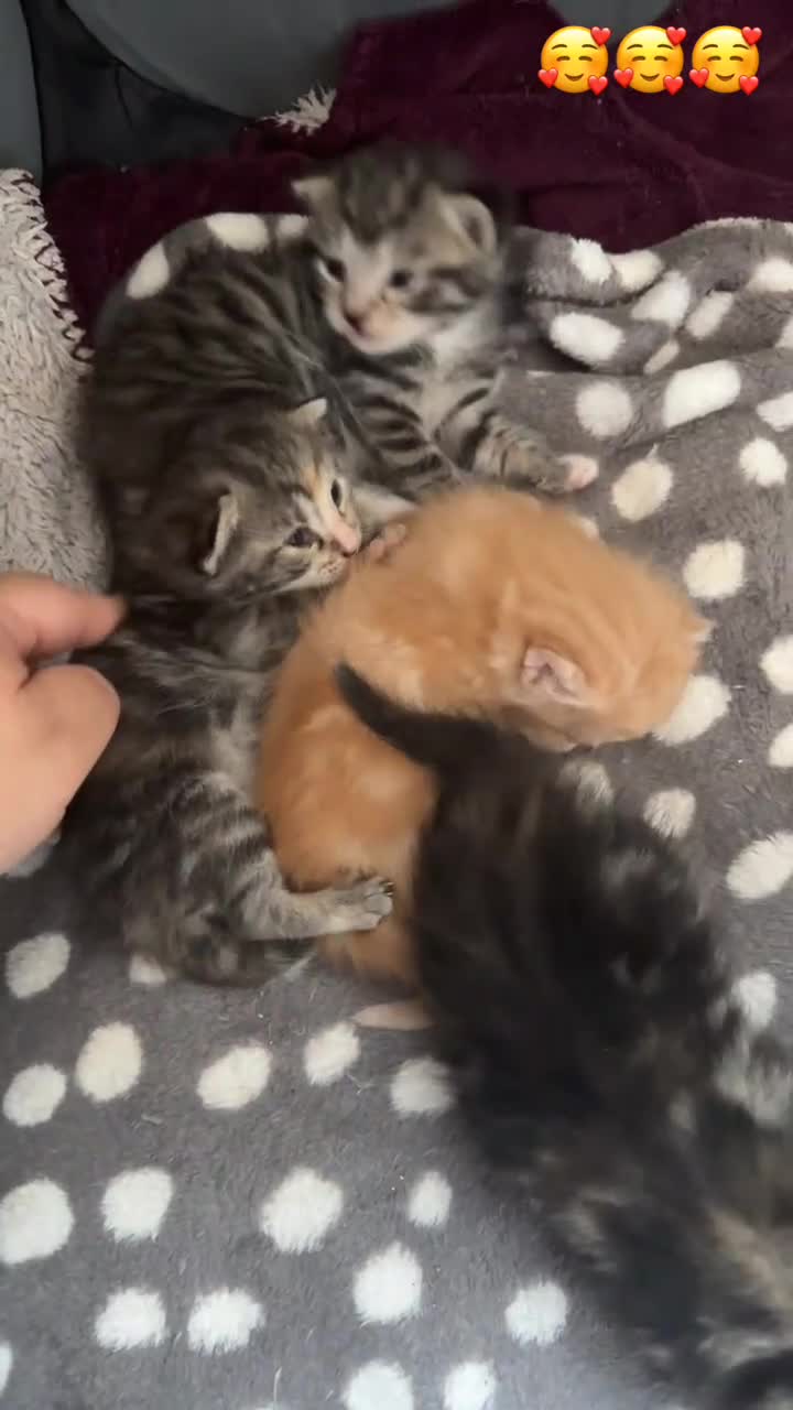 Domestic Shorthair cats for sale: 4 beautiful kittens, 2 boys and 2 girls - Video 4