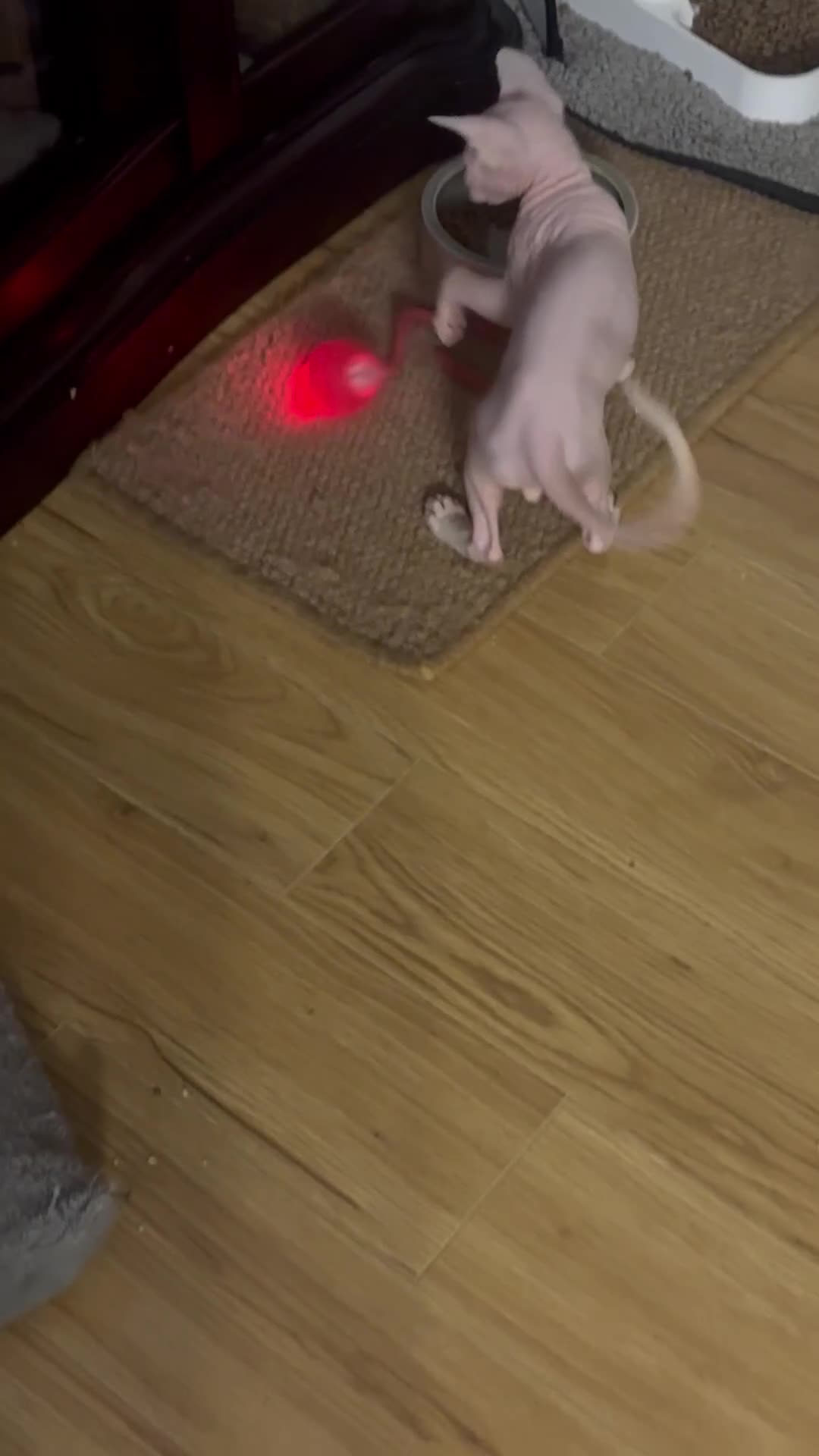 Sphynx cats for sale: Beautiful Sphynx Boy 😊 - Video 2