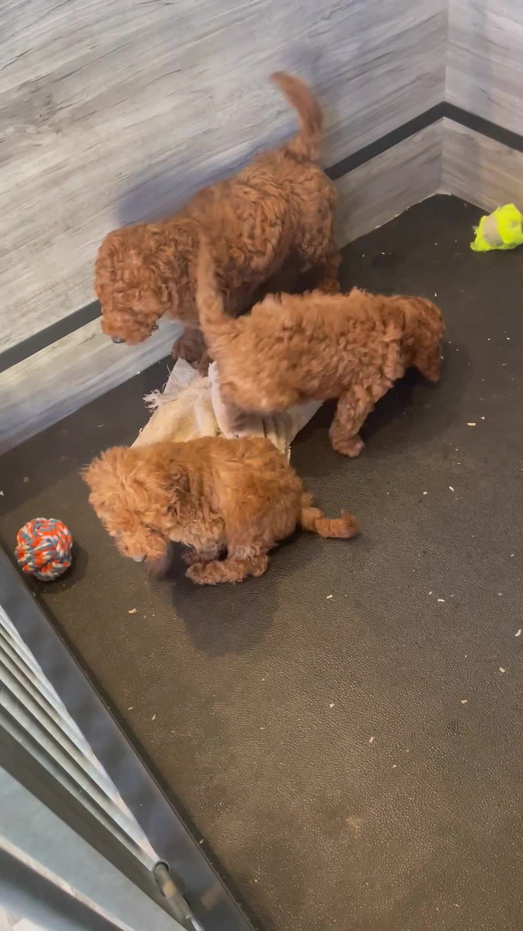 Cockapoo dogs for sale: COCKAPOO PUPPIES  - Video 1