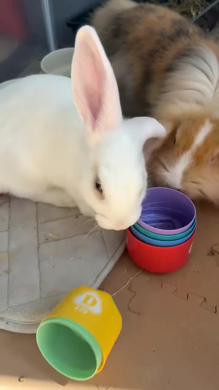 Mixed Breed rabbits for sale: Bonded Male Rabbits  in Broxburn - Video 1