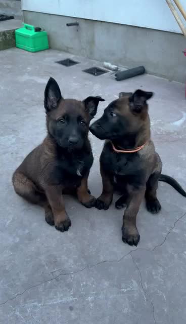 Belgian Shepherd Dog dogs for sale: Belgian Malinois knpv x ring sport fci ikc reg - Video 1
