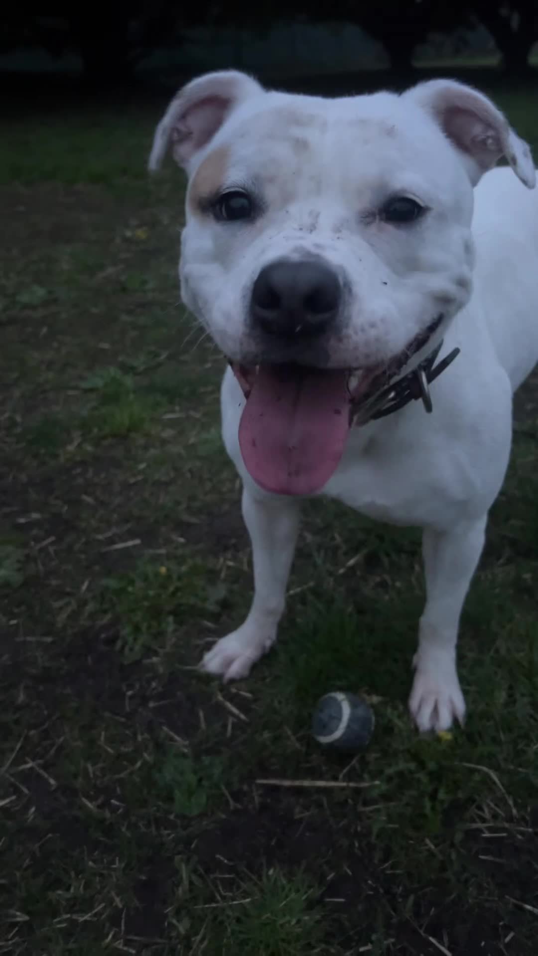 Mixed Breed dogs for sale: My beautiful Pearl ♥️ in Manchester - Video 2