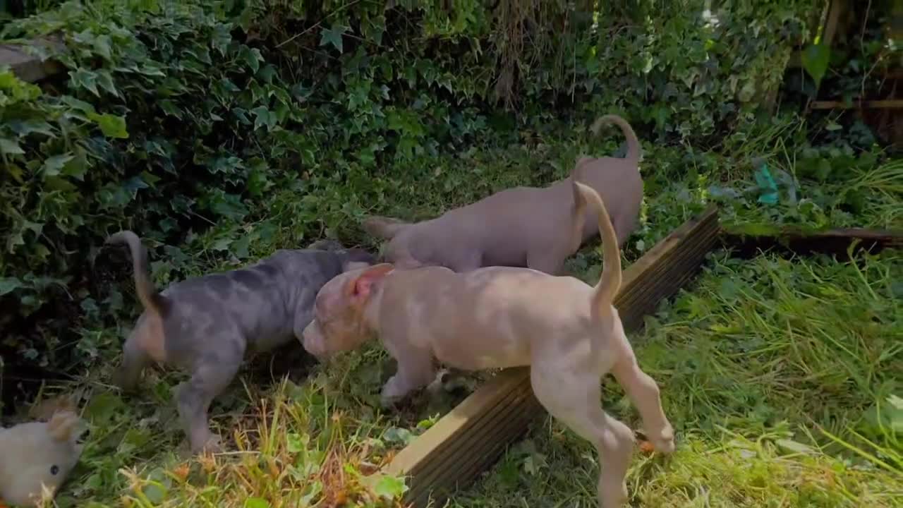 American Bully dogs for sale: ✨️💖American Bully (pocket) Puppies💖✨️ - Video 3