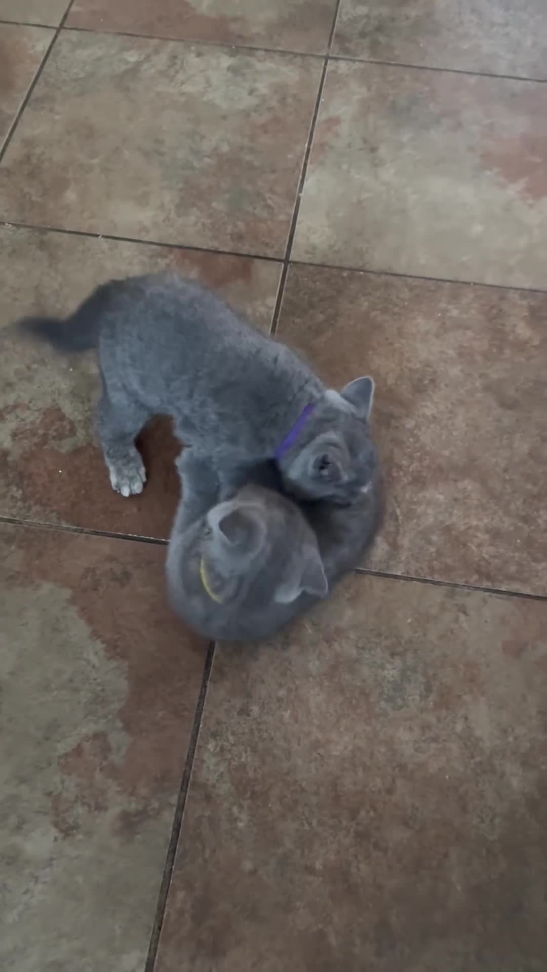 British Shorthair cats for sale: Two female British Shorthair kittens for sale - Video 1