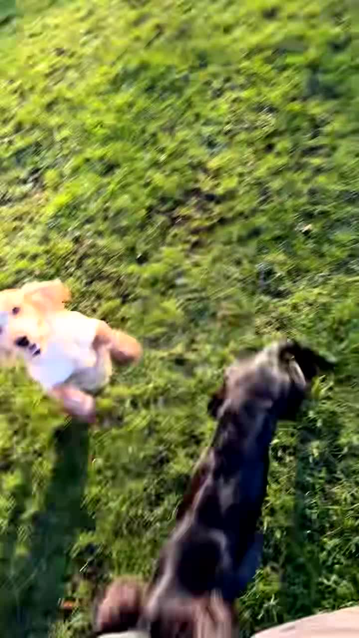 Cocker Spaniel dogs for sale: ❗️2 cocker spaniel sisters for sale❗️ - Video 1