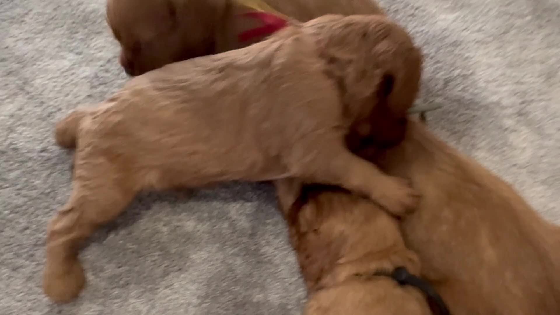 Cavalier King Charles Spaniel dogs for sale: Beautiful red KC boys health tested parents 😍🐶😍 in Swanley - Video 1