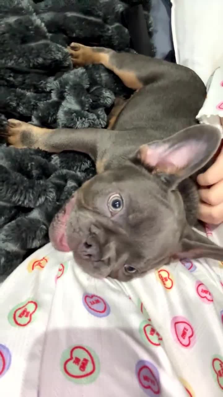 French Bulldog dogs for sale: Male French bulldog- 4 months old - Video 2