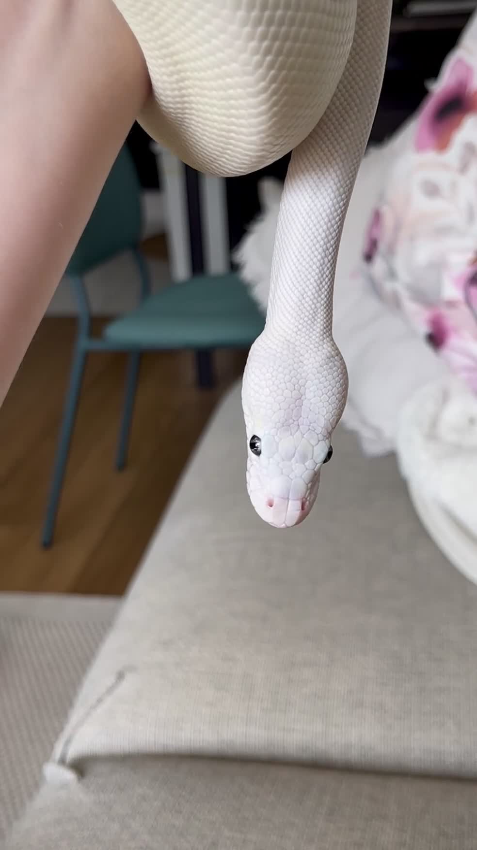 Python Snake reptiles for sale: Blue Eyed Lucy Female Python + Setup - Video 1