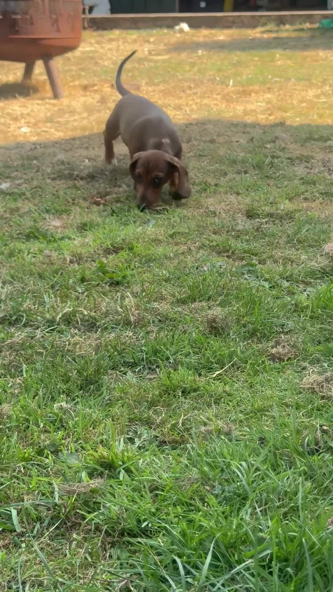 Miniature Dachshund dogs for sale: True to breed these little dachshunds  - Video 1