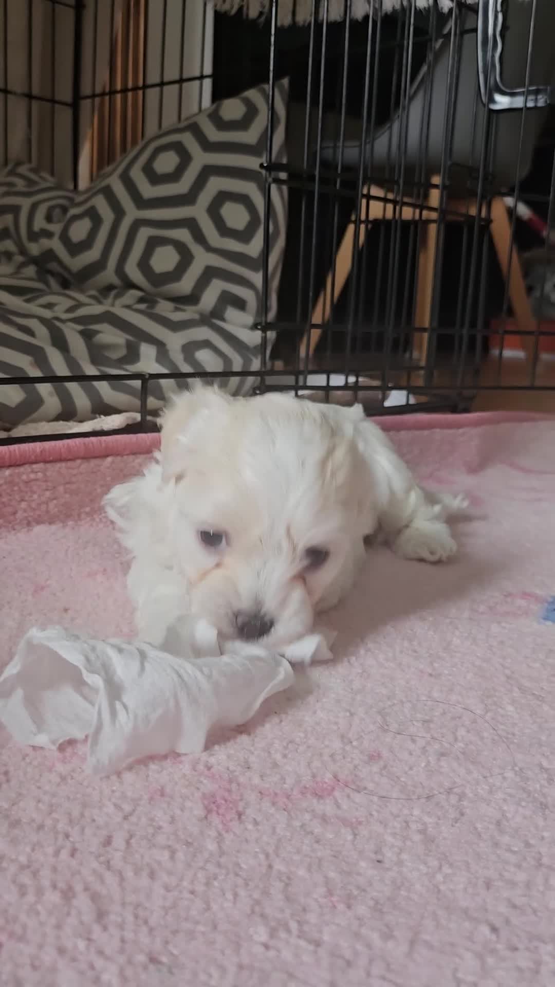 Mixed Breed dogs for sale: Bichon and Maltese mix - Video 2