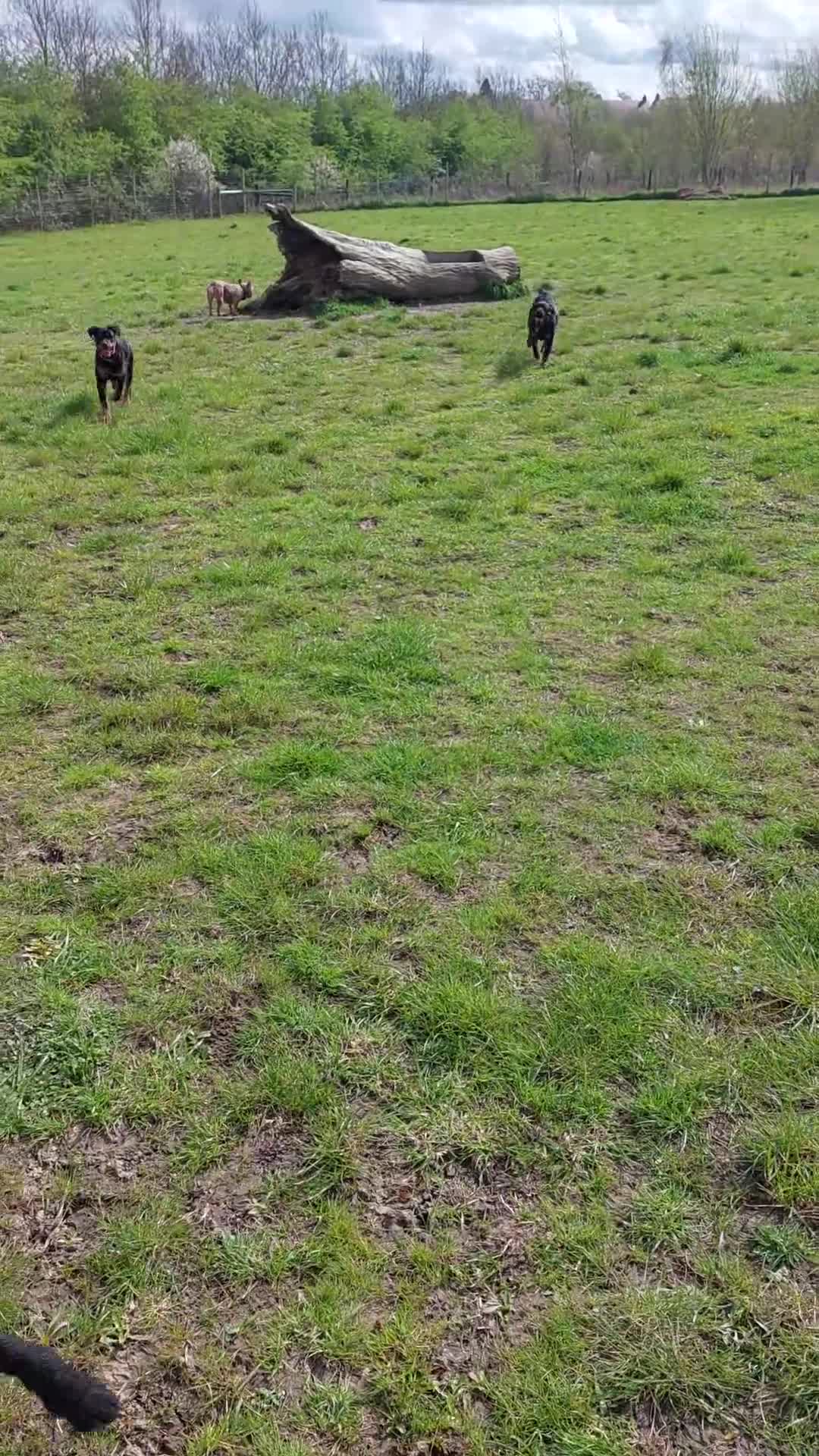 Rottweiler dogs for sale: IVOR KC REG ROTTWEILER PUP - Video 1