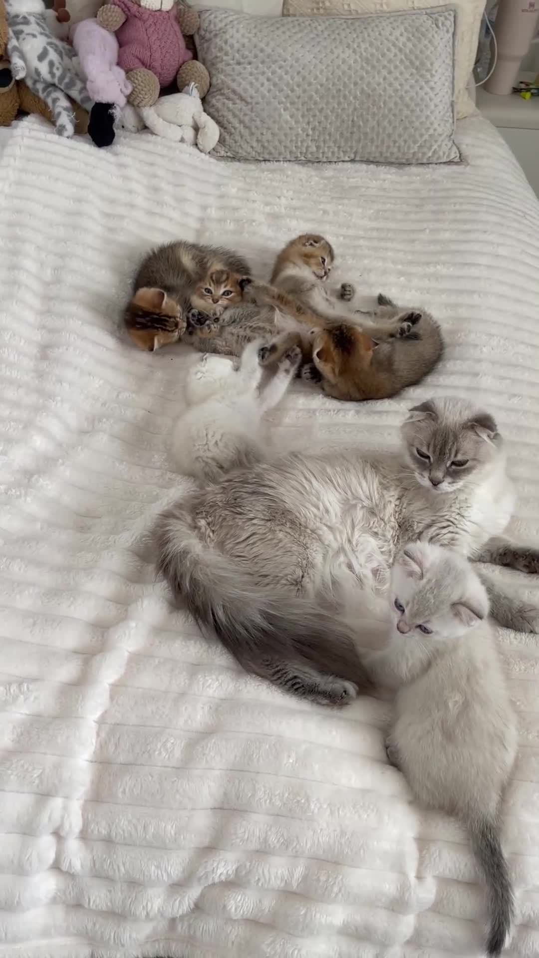 Scottish Fold cats for sale: LOVELY SCOTTISH FOLD KITTENS  in Basildon - Video 2