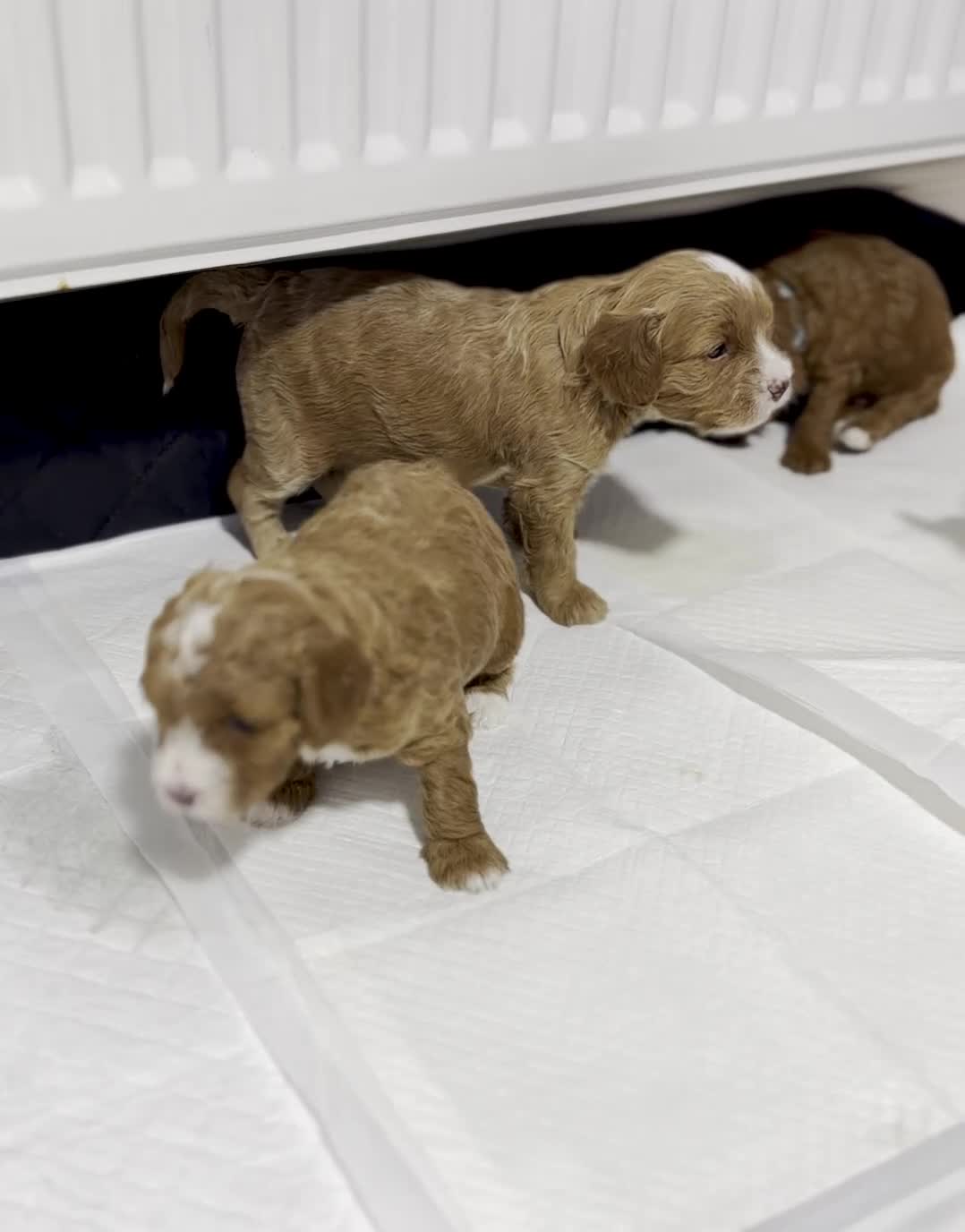 Cavapoo dogs for sale: Gorgeous Cavapoo F1B puppies - Video 1