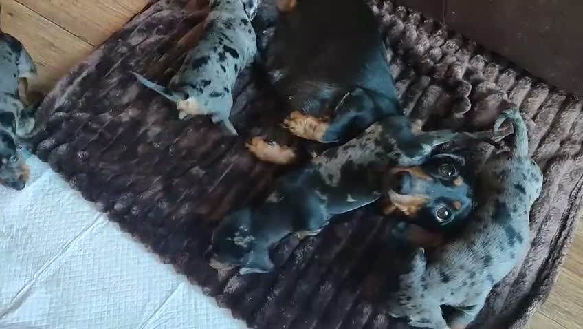 Miniature Dachshund dogs for sale: Stunning Mini Dachshunds. - Video 1