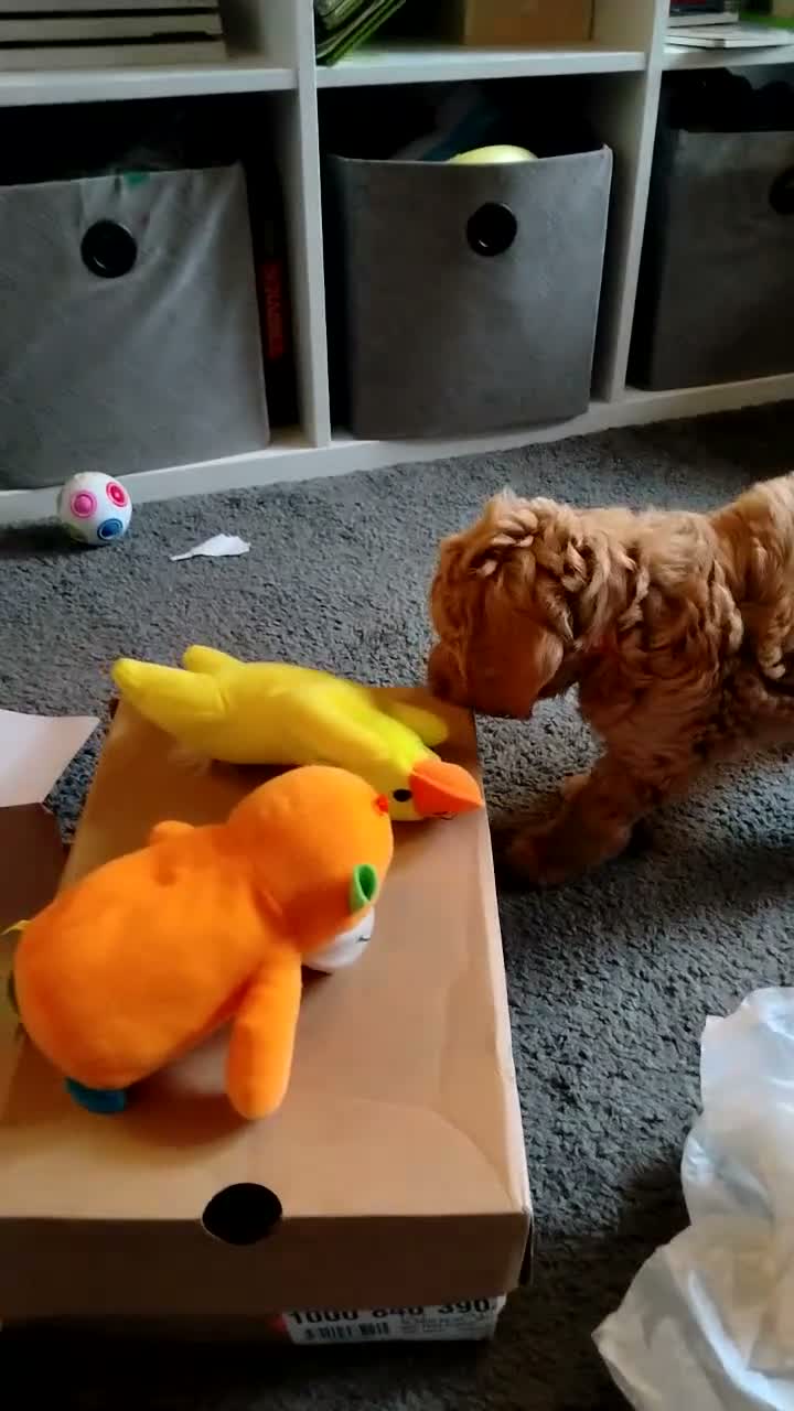 Goldendoodle dogs for sale: F1B Golden doodle Puppies  - Video 2