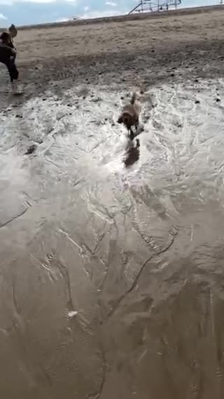 Cocker Spaniel dogs for stud: Show  cocker spaniel STUD in Lincoln - Video 2